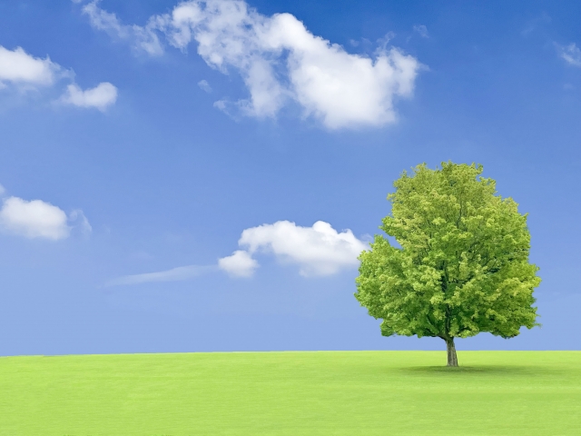 青空と草原と1本の木